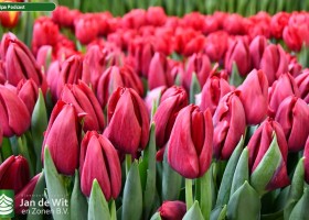 Tulipa Podcast ® (2)